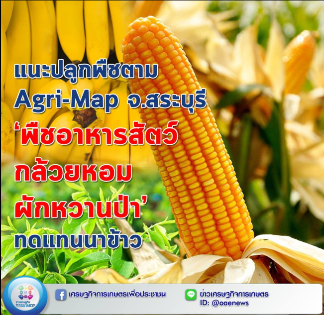 แนะปลูกพืชตาม Agri-Map จ.สระบุรี‘พืชอาหารสัตว์ กล้วยหอม ผักหวานป่า’ทดแทนนาข้าว
