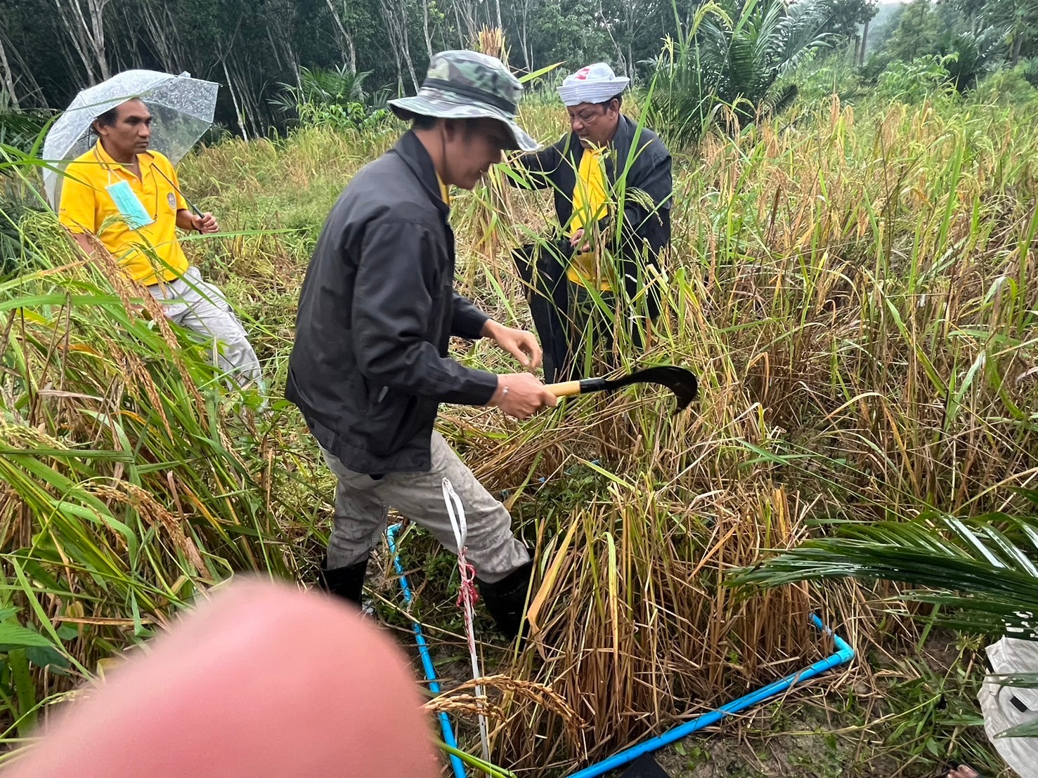 The Regional Office of Agricultural Economics 8 ( ROAE8 ), Undertakes Comprehensive In-Season (Upland) Rice Yield Survey for the 2024/25 Growing Season Utilizing Advanced Crop Cutting Methodology