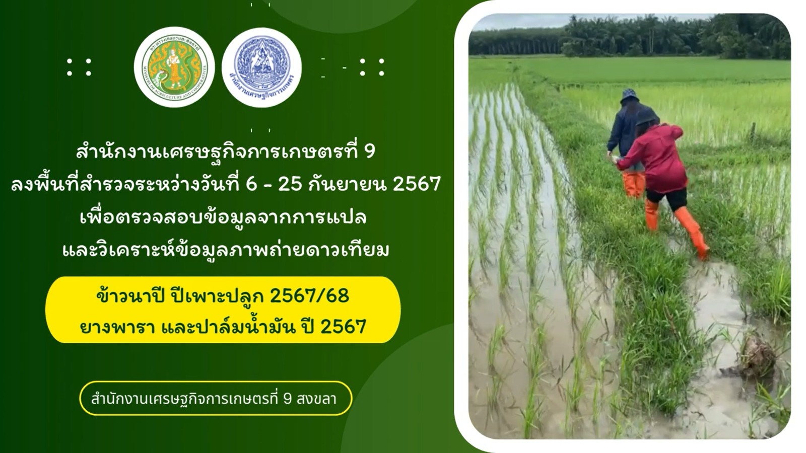 สศท.9 เทปที่ 97 ลงพื้นที่ตรวจสอบข้อมูลจากการแปลและวิเคราะห์ข้อมูลข้าวนาปี ยางพารา และปาล์มน้ำมัน