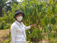 ติดตามผลการดำเนินงานโครงการพัฒนาศักยภาพการผลิตกาแฟของกลุ่มเกษตรกรทำสวนเขาทะลุ จังหวัดชุมพร