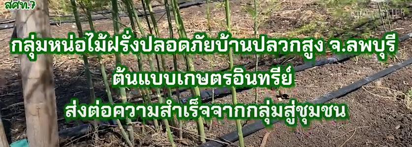 สำนักงานเศรษฐกิจการเกษตรที่ 7 ชัยนาท ติดตามกลุ่มหน่อไม้ฝรั่งปลอดภัยบ้านปลวกสูง จังหวัดลพบุรี ต้นแบบเกษตรอินทรีย์ ส่งต่อความสำเร็จจากกลุ่มชุมชน