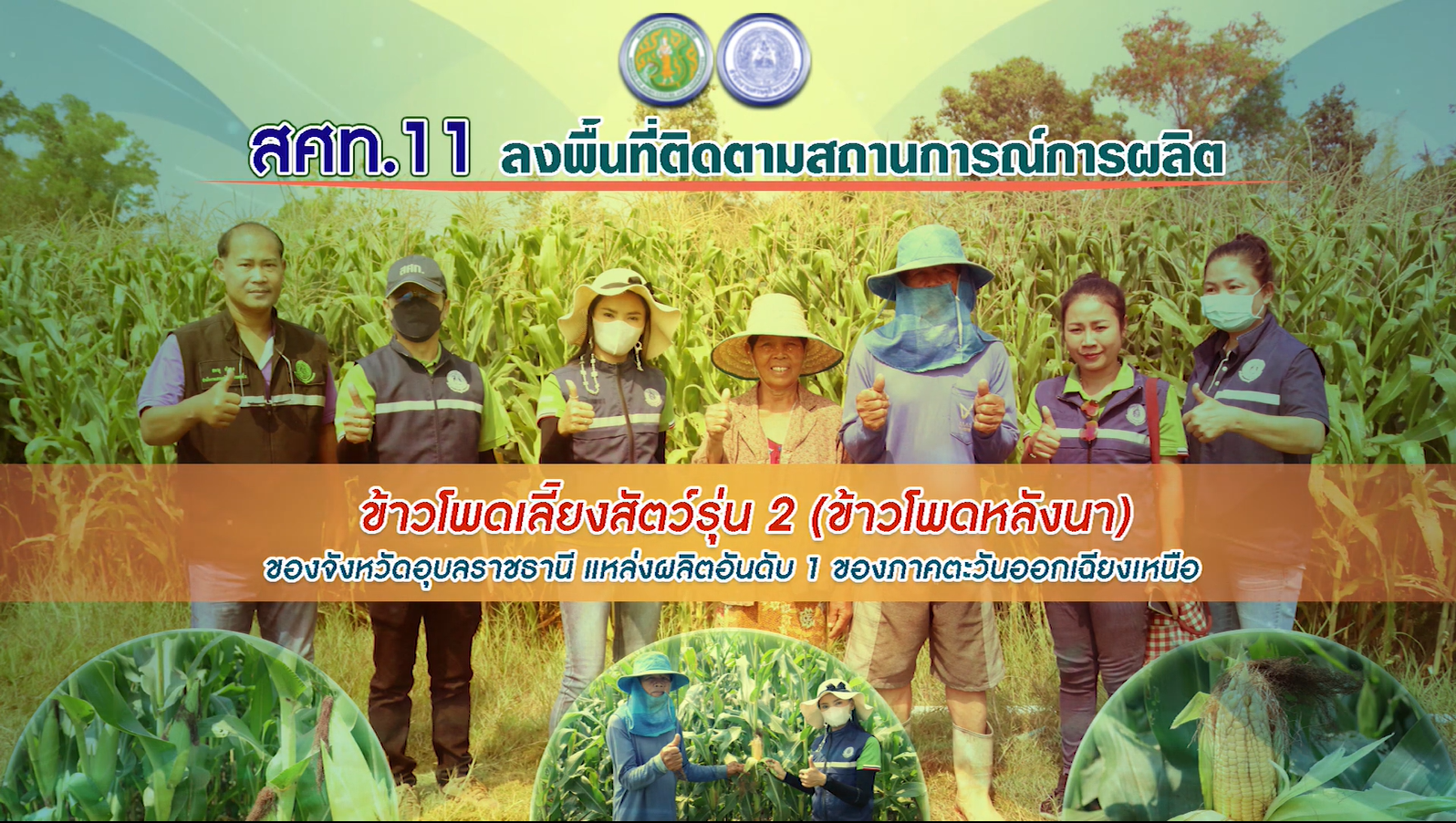 สศท.11 ลงพื้นที่ติดตามสถานการณ์การผลิตข้าวโพดเลี้ยงสัตว์รุ่น 2 (หลังนา) จ. อุบลราชธานี