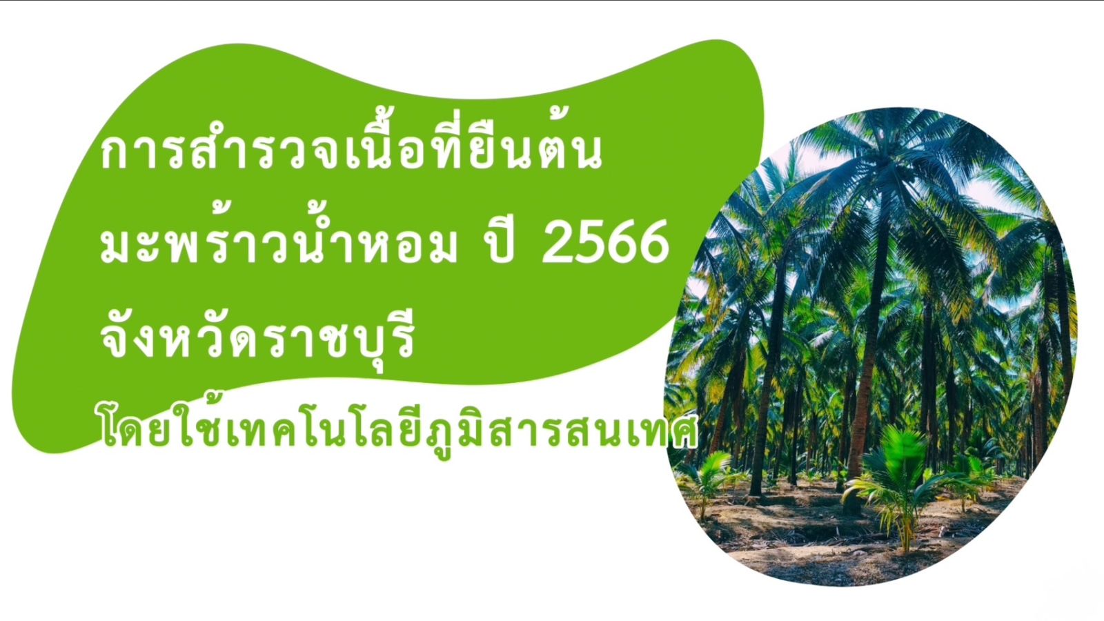 ขั้นตอนการสำรวจเนื้อที่ยืนต้นมะพร้าวน้ำหอมโดยใช้เทคโนโลยีภูมิสารสนเทศ